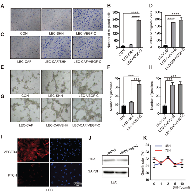 Activation of the Hh signaling pathway in CAFs promotes the migration and capillary tube formation of LECs in vitro.