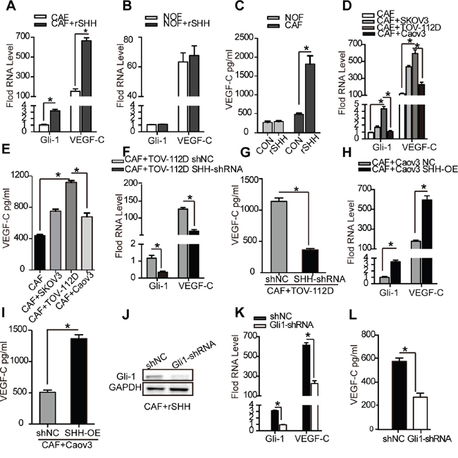 VEGF-C is a CAF-derived lymphangiogenesis factor induced by SHH.