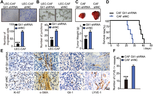 Inhibition of Hh signaling in CAFs blocks its effects on lymphangiogenesis in vivo and in vitro.