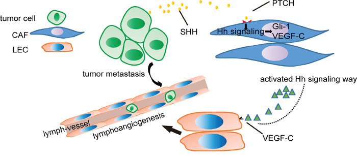 Schematic of OC cell-mediated Hh signalling in CAFs and the VEGF-C feed-forward loop.