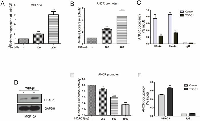 ANCR promoter region acetylation was regulated by TGF-&#x03B2;1.