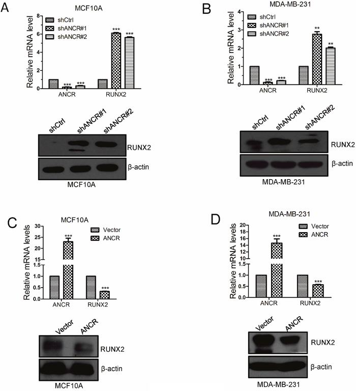 ANCR decreased RUNX2 expression in breast cancer cells.