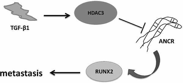 Proposed working model of &#x2018;TGF-&#x03B2;-ANCR-RUNX2 pathway&#x2019; in breast cancer metastasis progression.