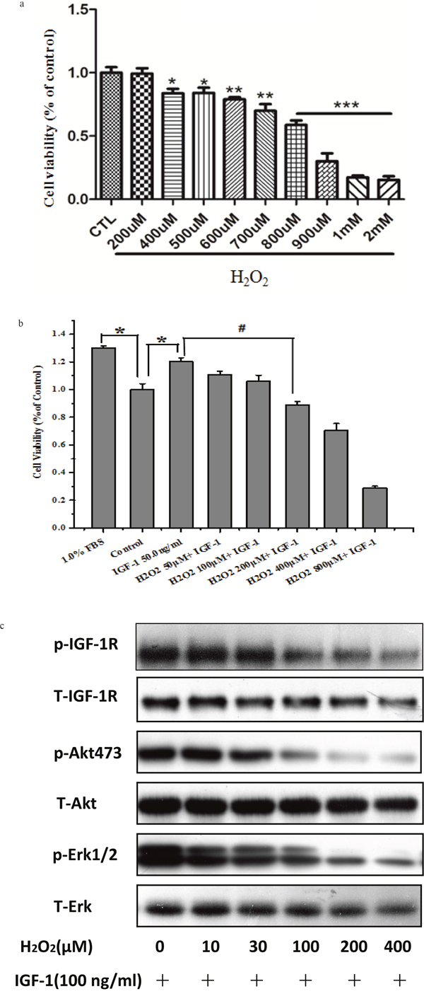 H2O2 attenuates survival promoting effects and phosphorylation of IGF-1R, AKT and ERK1/2 signaling stimulated by IGF-1 in SH-SY5Y cells.