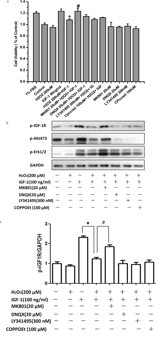 MK-801 restores IGF-1R, AKT and ERK1/2 phosphorylation stimulated by IGF-1 and the protective effect of IGF-1 in SH-SY5Y cells.