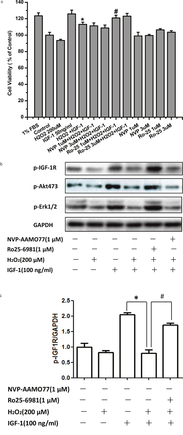 NR2B inhibitor abolished the inhibitory effect of H2O2 on the pro-survival signaling and effects of IGF-1 in SH-SY5Y cells.