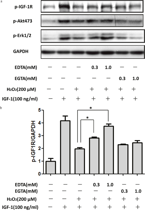 Extracellular Ca2+ chelation EDTA rescued the inhibitory effect of H2O2 on the pro-survival signaling of IGF-1 in SH-SY5Y cells.