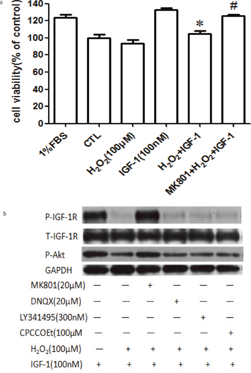 MK-801 restores IGF-1R, and AKT phosphorylation stimulated by IGF-1 and the protective effect of IGF-1 in primary cultured cortical neurons.