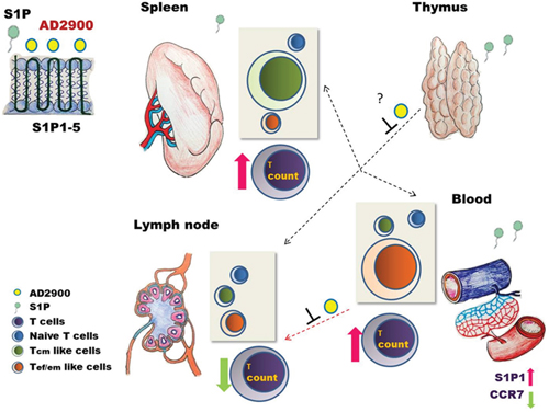 A model for the intervention of AD2900 in the localization of murine T lymphocytes.