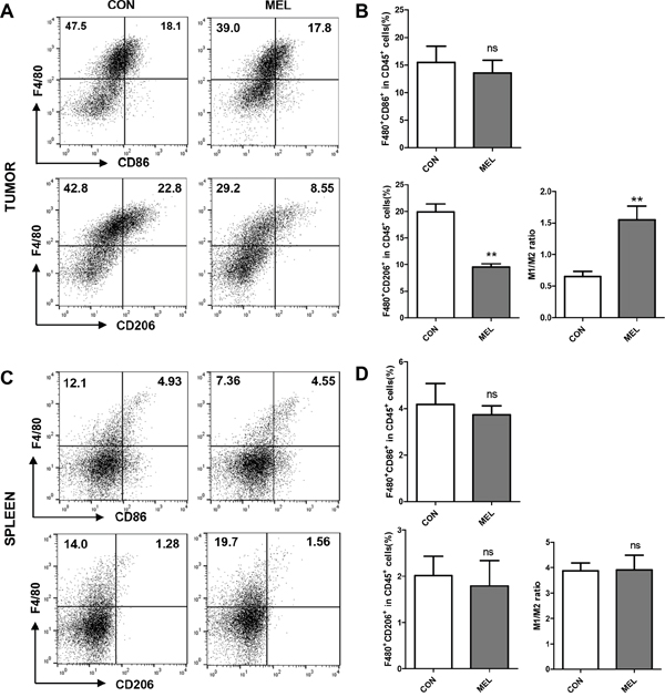 Improvement of M1/M2 ratio by decrease of M2-like CD206+ TAM in tumor in vivo.