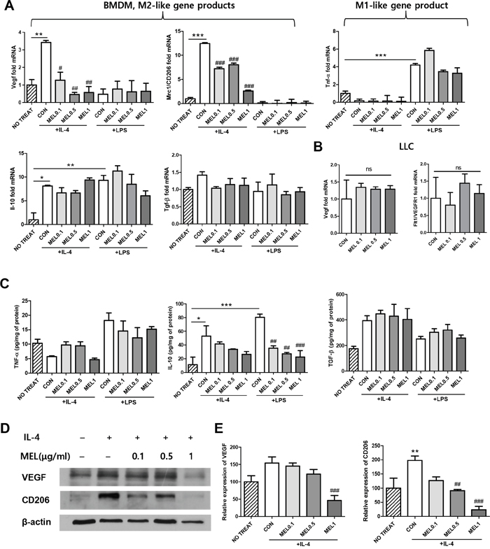 Regulation of CD206 and VEGF expression by melittin in M2-like macrophages in vitro.