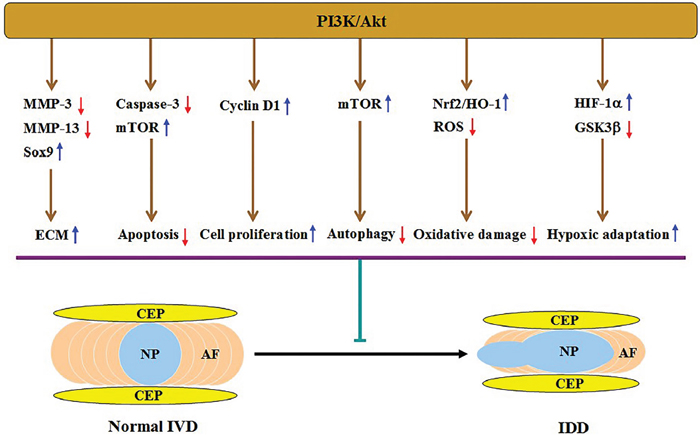 Illustration of PI3K/Akt-mediated protection against IDD and the underlying mechanisms.