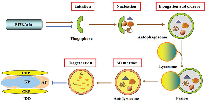 Involvement of autophagy in PI3K/Akt-mediated protection against IDD.