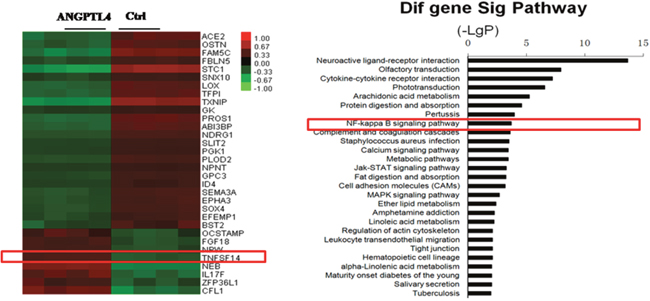 Heat map and pathway analysis of differentially expressed genes in GCTSCs stimulated with or without recombinant ANGPTL4.