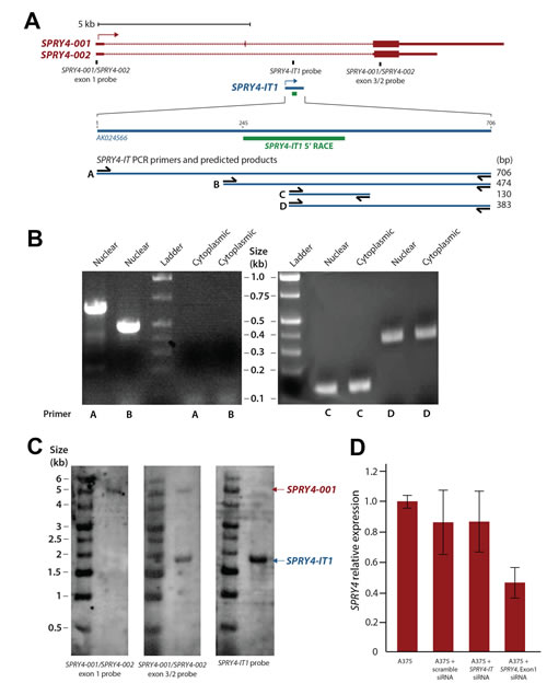 Figure 1:Maturation and Cellular Compartmentalization of SPRY4-IT1 Transcripts