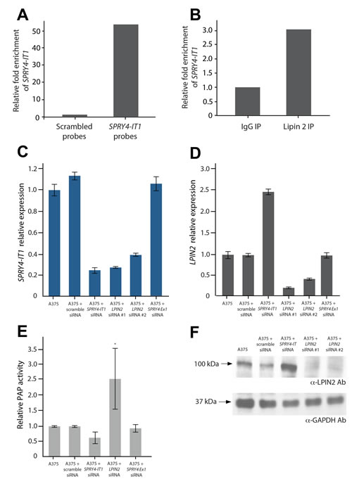 Figure 4:SPRY4-IT1 Knockdown Increases Lipin 2 Protein Accumulation in Melanoma Cells