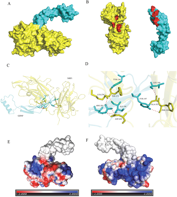 Illustration of binding interactions between GDNF and NRP1.