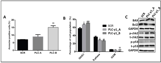 PLC-&#x03B3;1 downregulation induces apoptosis and cell cycle arrest in kasumi-1 cells.