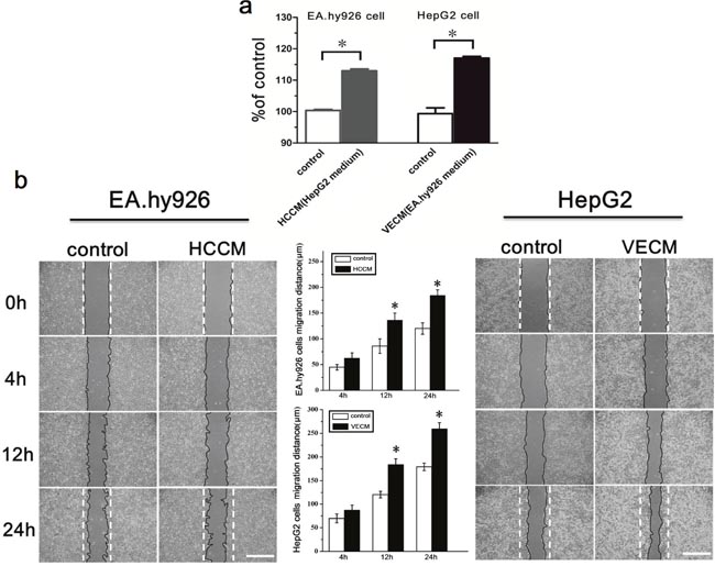 The proliferation and migration of EA.hy926 cells and HepG2 cells were enhanced under the conditioned medium.