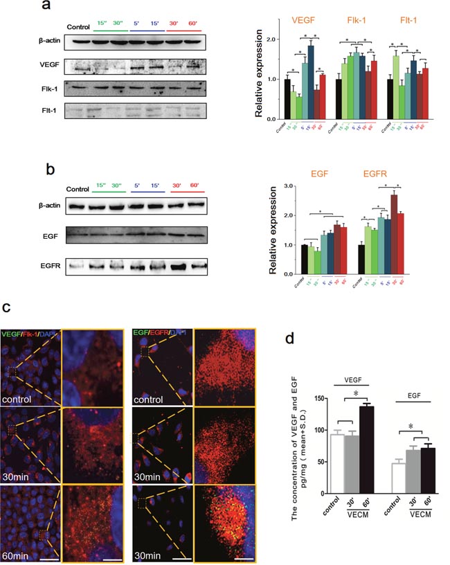 The intracellular expression and the extracellular content of VEGF/EGF in HepG2 cells with VECM.