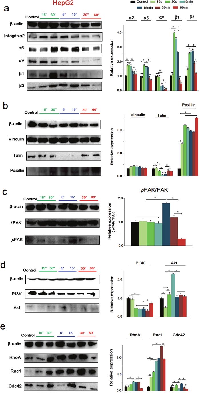 The expressions of key proteins and binding condition in Integrins-FAK-Rho GTPases signaling pathway of HepG2 cells.