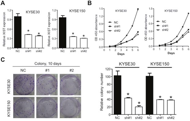 Downregulation of XIST inhibits proliferation of ESCC cells.