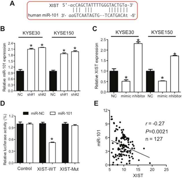 XIST is negatively regulated by miR-101 in ESCC.