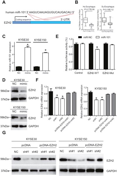 XIST regulates expression of miR-101 targeted gene EZH2 in ESCC.