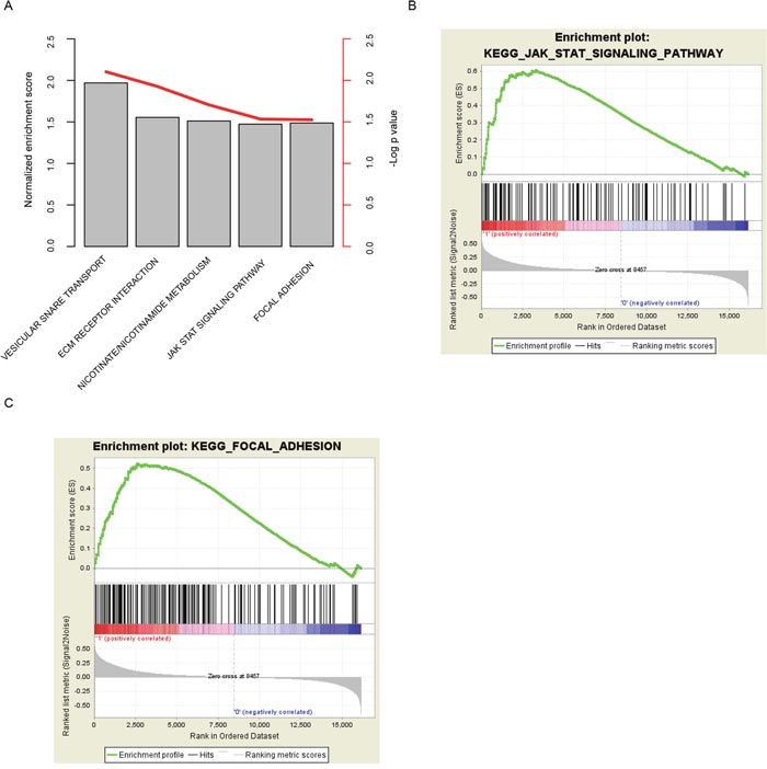 KEGG pathways associated with risk score.