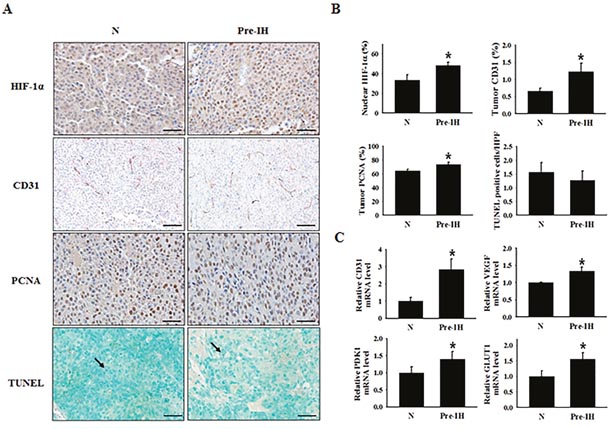 Expression of a cell-proliferation marker, endothelial cell markers, and hypoxia-response transcription factor in tumor tissues from mice in the no-conditioning (N) and pre-intermittent hypoxia conditioning (Pre-IH) groups.
