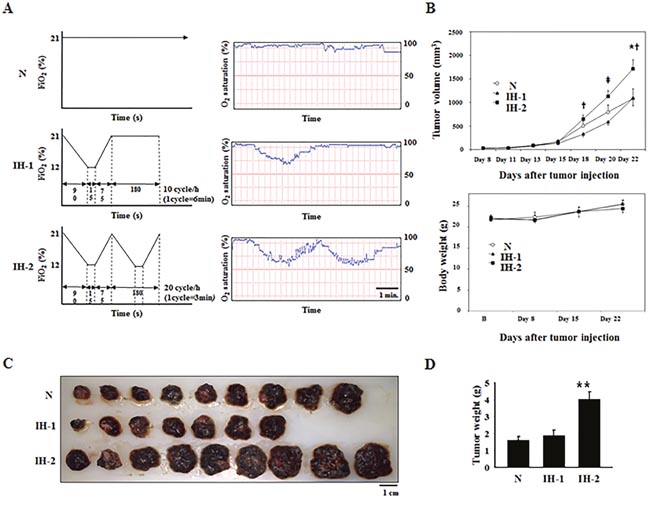 Tumor growth in mice subjected to normoxia (N), intermittent hypoxia-1 (IH-1), or intermittent hypoxia-2 (IH-2) (n = 10/group initially).