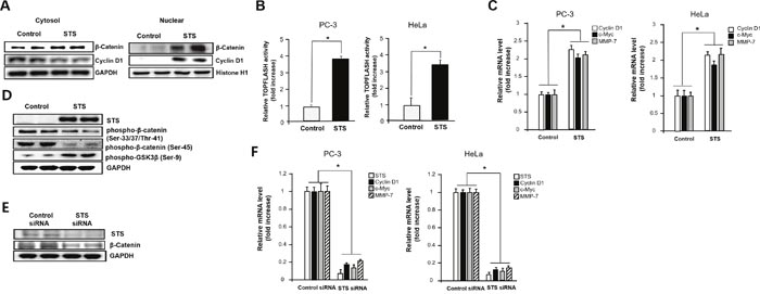 STS increases nuclear translocation of &#x03B2;-catenin and activation of downstream target genes.