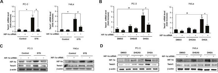 STS and DHEA enhance Twist1 expression through HIF-1&#x03B1; induction.