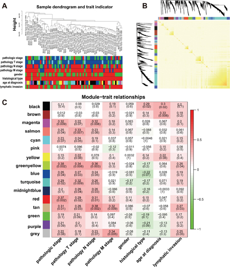 Network construction of the weighted co-expressed genes and their associations with clinical traits.