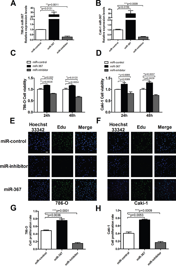 MiR-367 regulated cell proliferation in ccRCC cells.