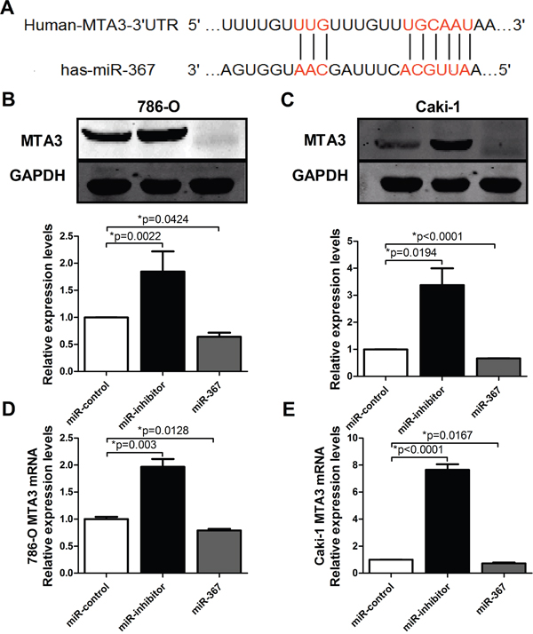 Figure 6. MTA3 is the target of miR-367.