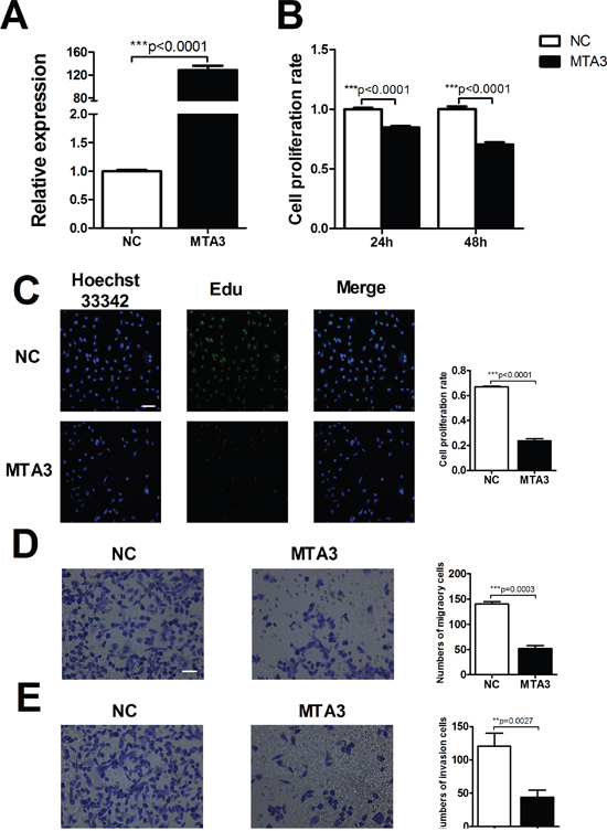 MTA3 is involved in ccRCC proliferation and metastasis.