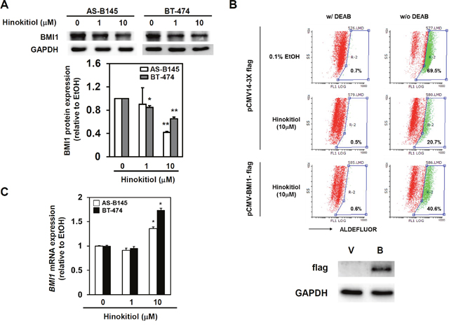 Hinokitiol inhibits BMI1 protein expression, but not mRNA, in BCSCs.