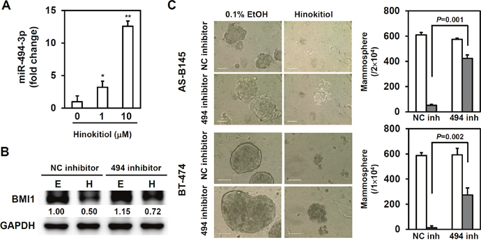 miR-494-3p mediates the suppressive effect of hinokitiol in the self-renewal of BCSCs.