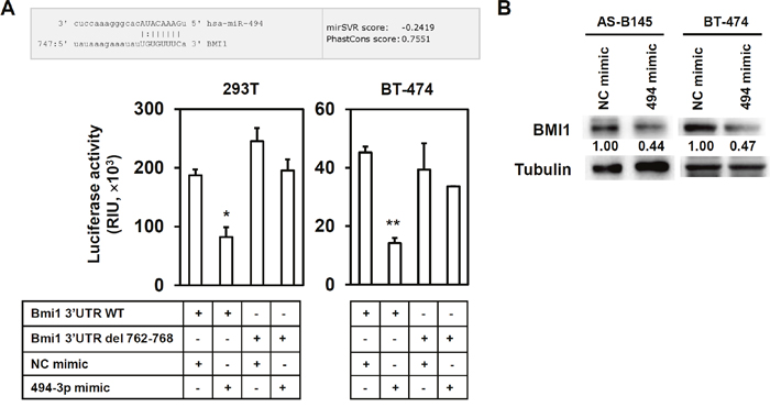 BMI1 is a target of miR-494-3p.