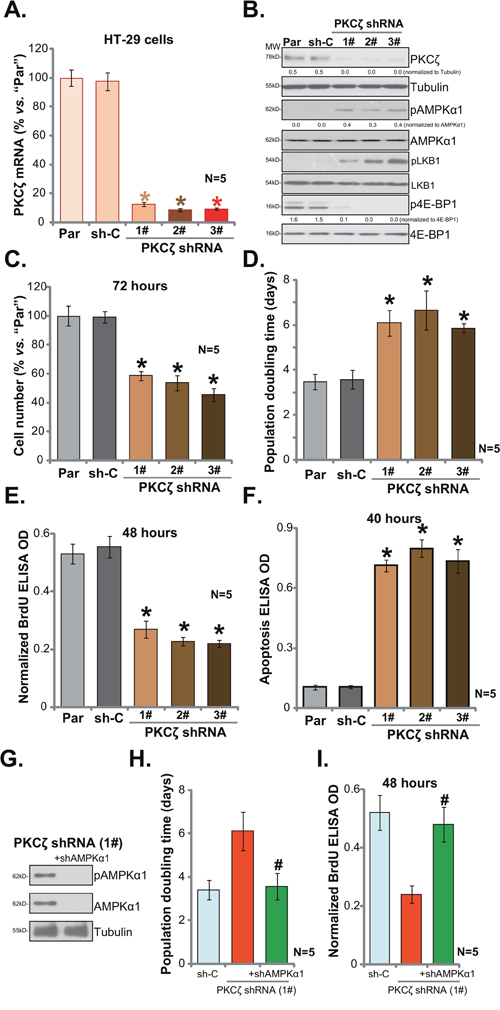 PKC&#x03B6; shRNA knockdown activates AMPK and inhibits HT-29 cell proliferation.