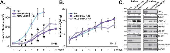 HT-29 xenograft growth in mice is inhibited after expressing PKC&#x03B6; shRNA or miR-25-5p.