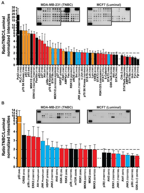 Validation of phosphorylations of proteins identified in the Kinex