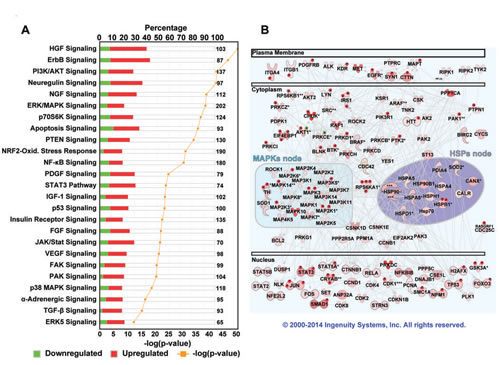 Pathway analysis of deregulated proteins and phosphoproteins in TNBC.