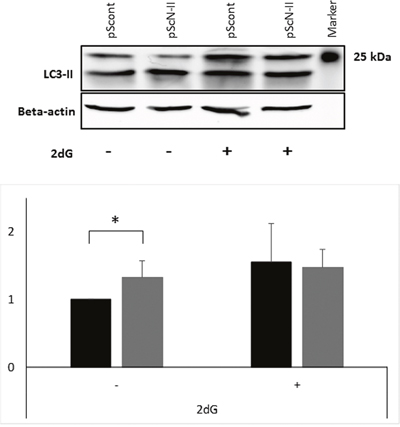 Protein expression of LC3-II (size 17 kDa) and beta-actin (size 42 kDa) in MDA-MB-231-pScont and -pScN-II cells cultured in normal media or exposed 16 hours to 2-deoxyglucose.
