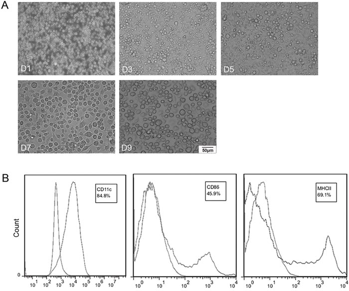 Characterizations of bone marrow generated DCs (BmDCs).