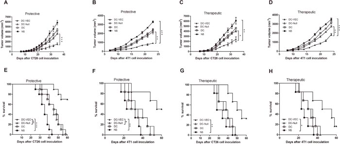 Protective and therapeutic antitumor effect.