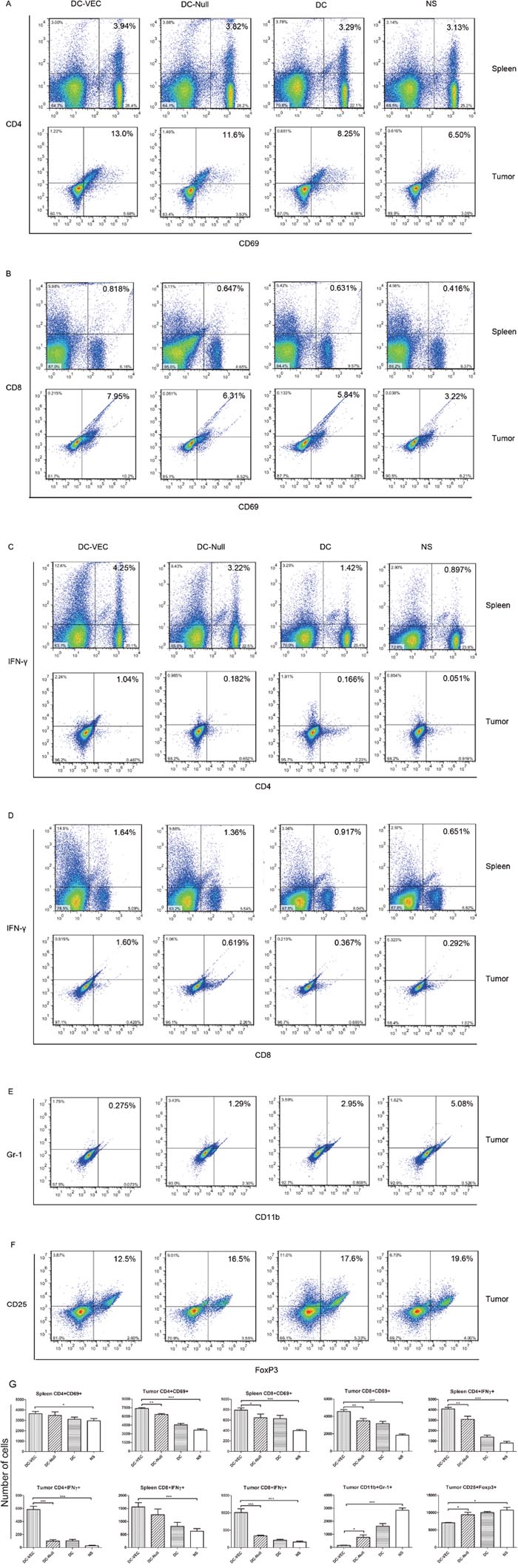 Analyses of activated lymphocytes and IFN-&#x03B3; by flow cytometry.