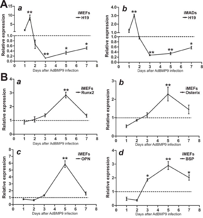 Expression levels of lncRNA H19 and osteogenic markers in BMP9-induced osteogenic differentiation of MSCs.