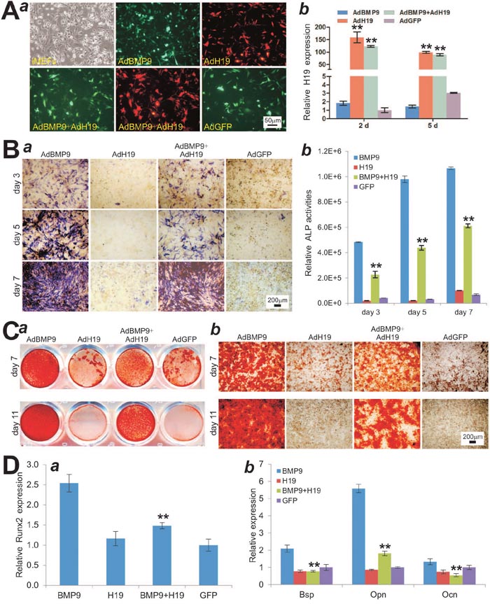 Overexpression of lncRNA H19 blocks BMP9-induced osteogenic differentiation of MSCs in vitro.